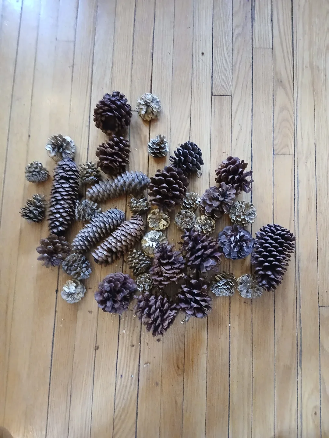 Assorted pine cones