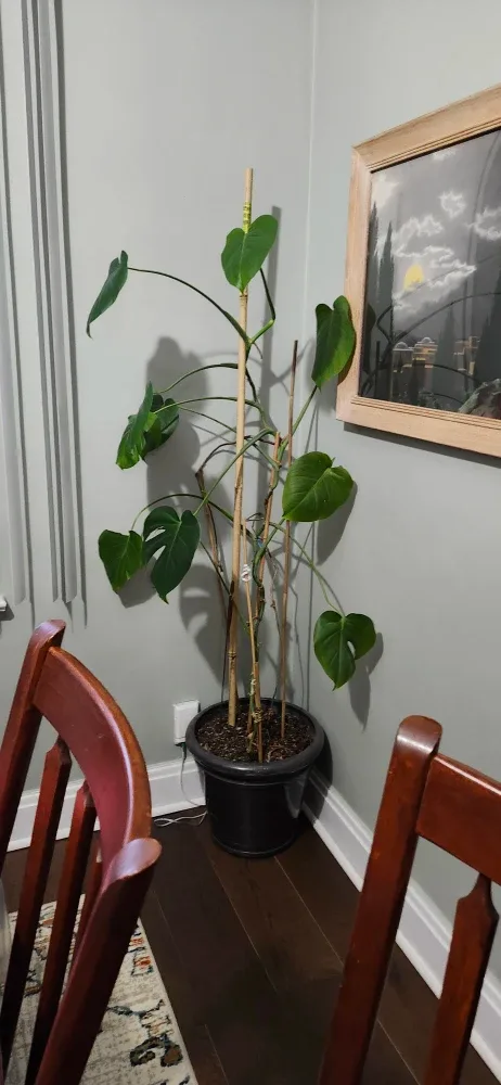 Monstera Plant
