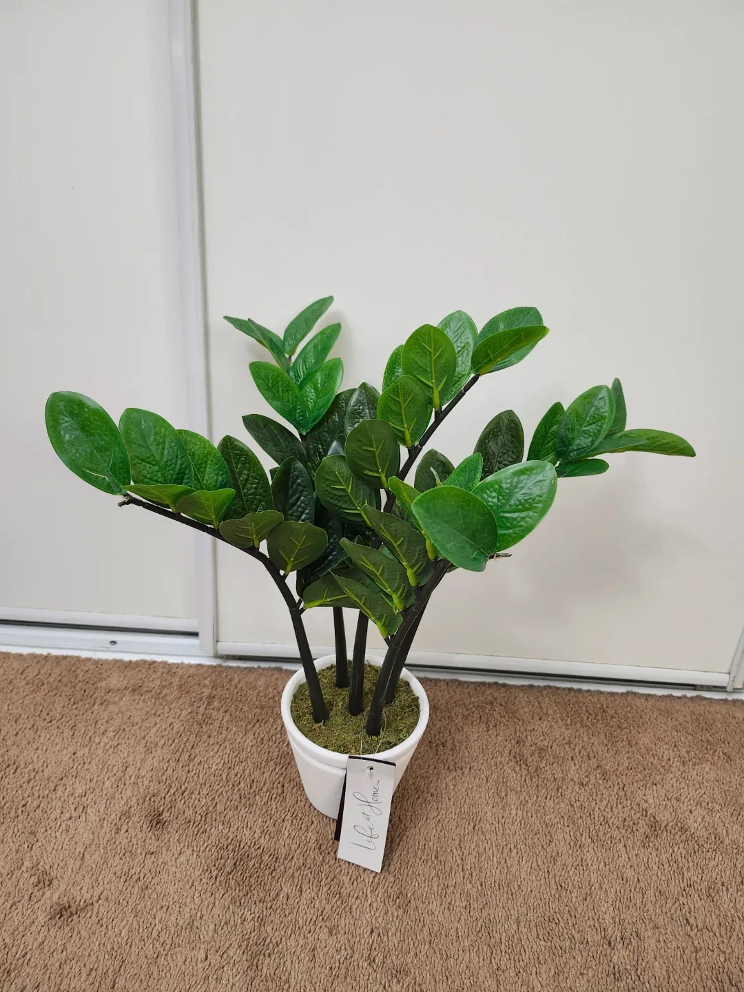 Life at Home Artificial ZZ Plant in Pot image indicator(3)