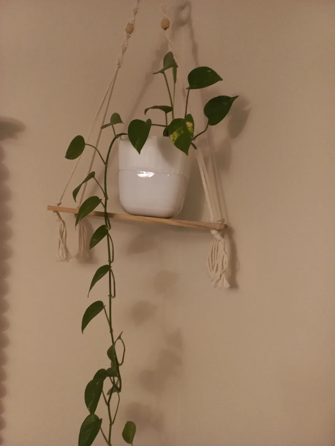 Pothos plant
