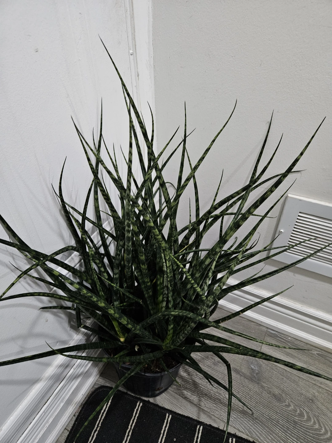 Snake Plant - photo 4