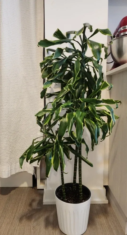 Dracaena plant