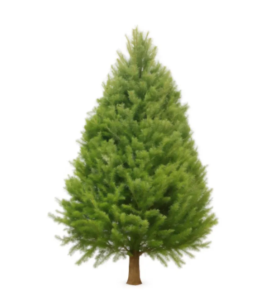 Fresh New Christmas Tree 7-8 ft (With free Delivery)