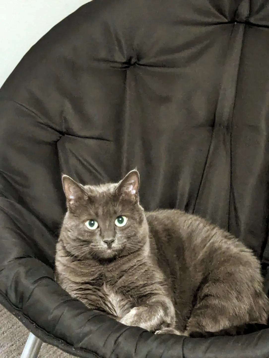 Domestic short hair cat