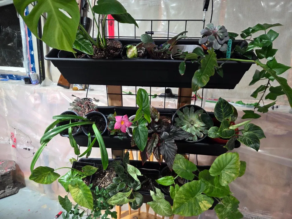 Self watering living wall plants included!