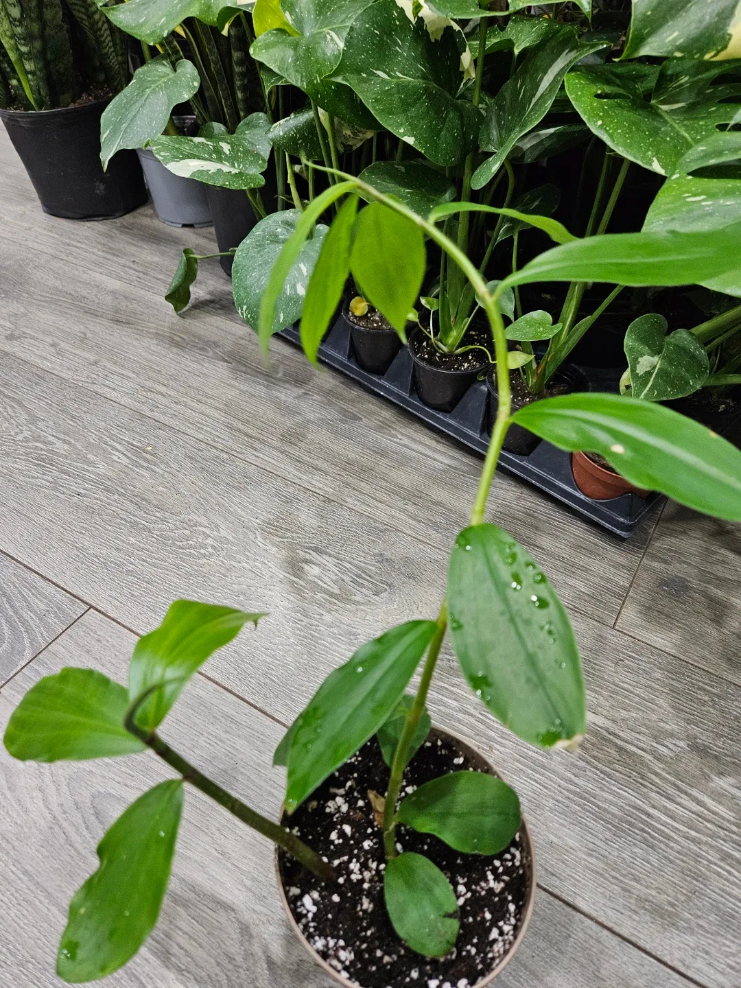 Insulin plant image indicator(2)