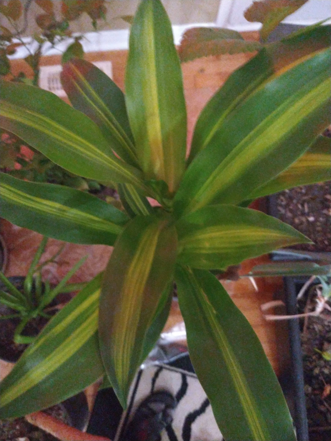 Dracaena Fragrans Plant - photo 2