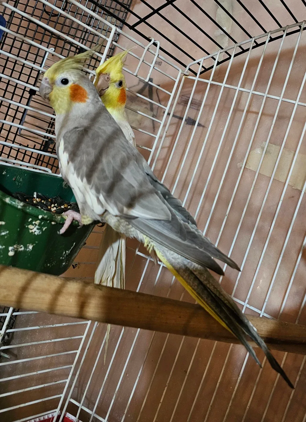 Cockatiels with Cage