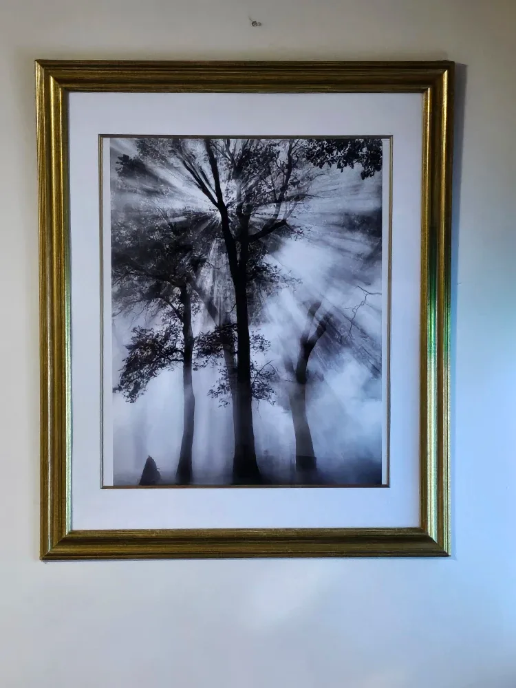 Sunshine through the Forest, framed picture