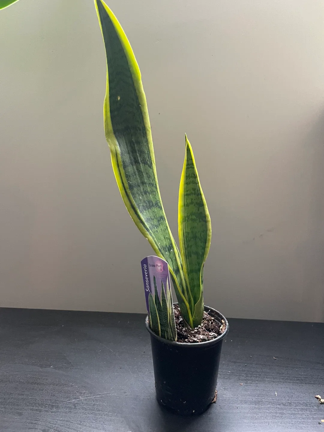 Sansevieria Snake Plant