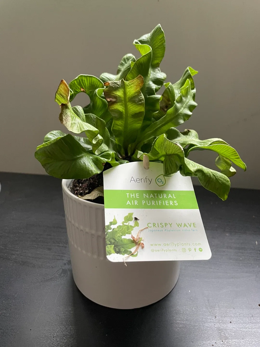 Aerify Crispy Wave Plant