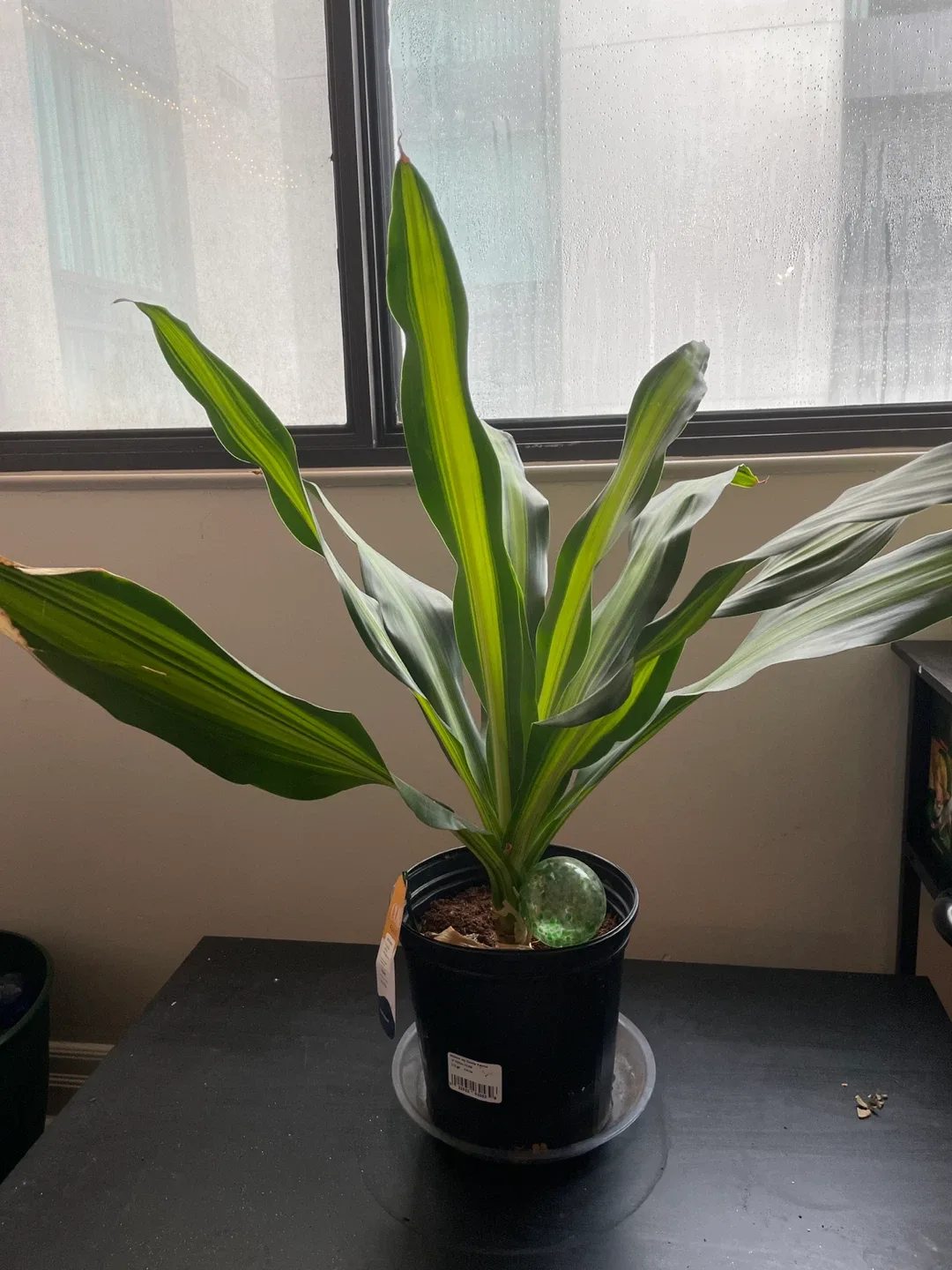 Corn Plant in Black Pot