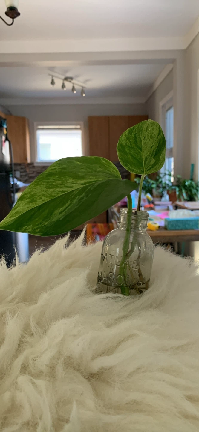 Custom Cuttings!: Pothos “the busy / beginner person” plant! - photo 3