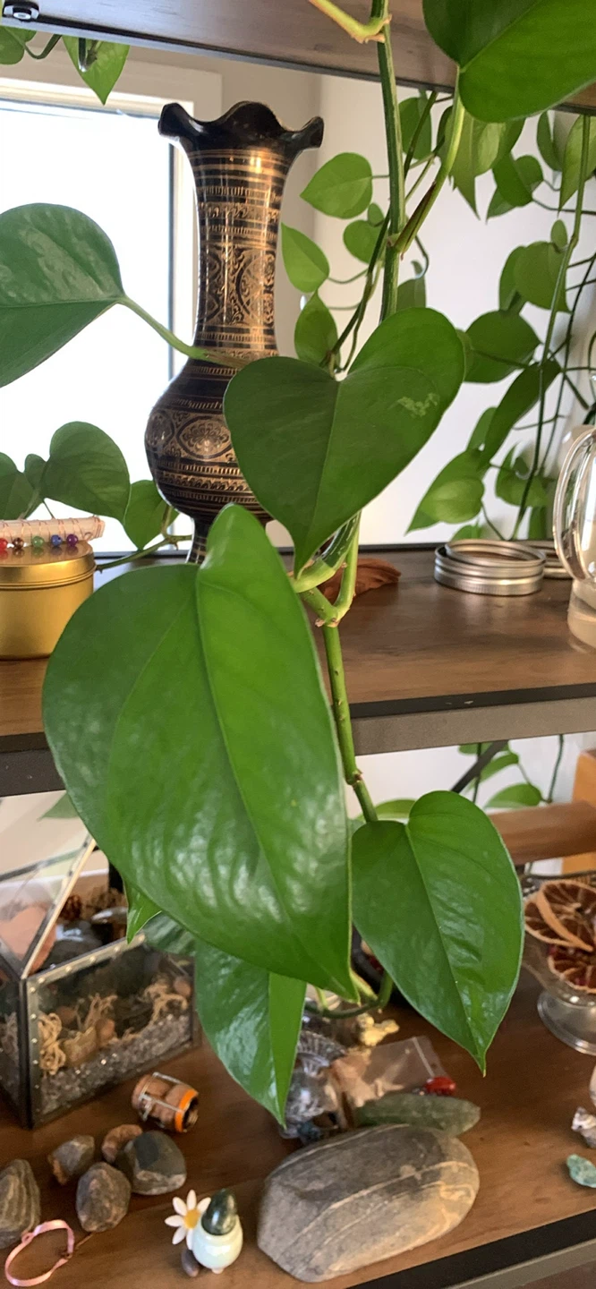 Custom Cuttings!: Pothos “the busy / beginner person” plant! - photo 2
