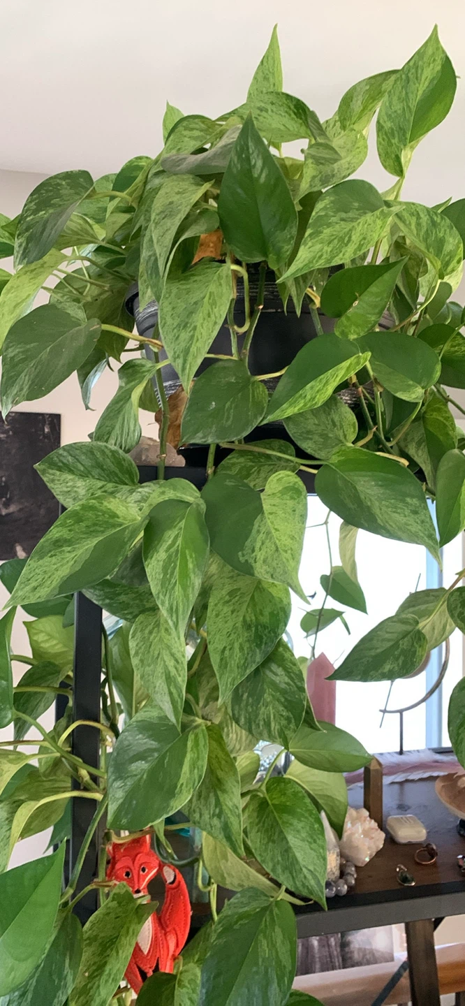 Custom Cuttings!: Pothos “the busy / beginner person” plant!