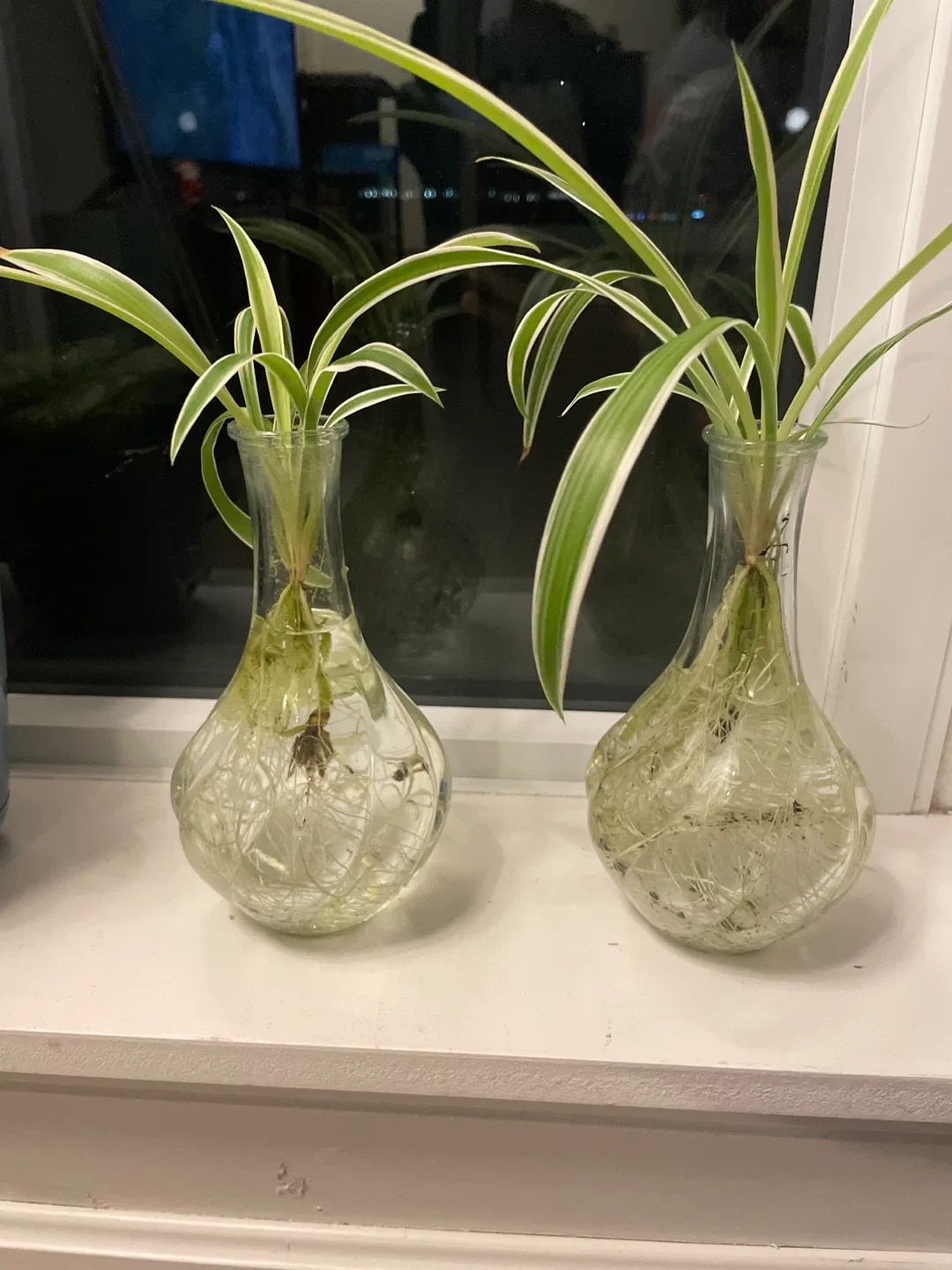 Spider Plant Cuttings in Glass Vases
