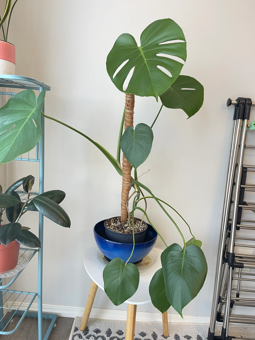 Monstera Plant - photo 3