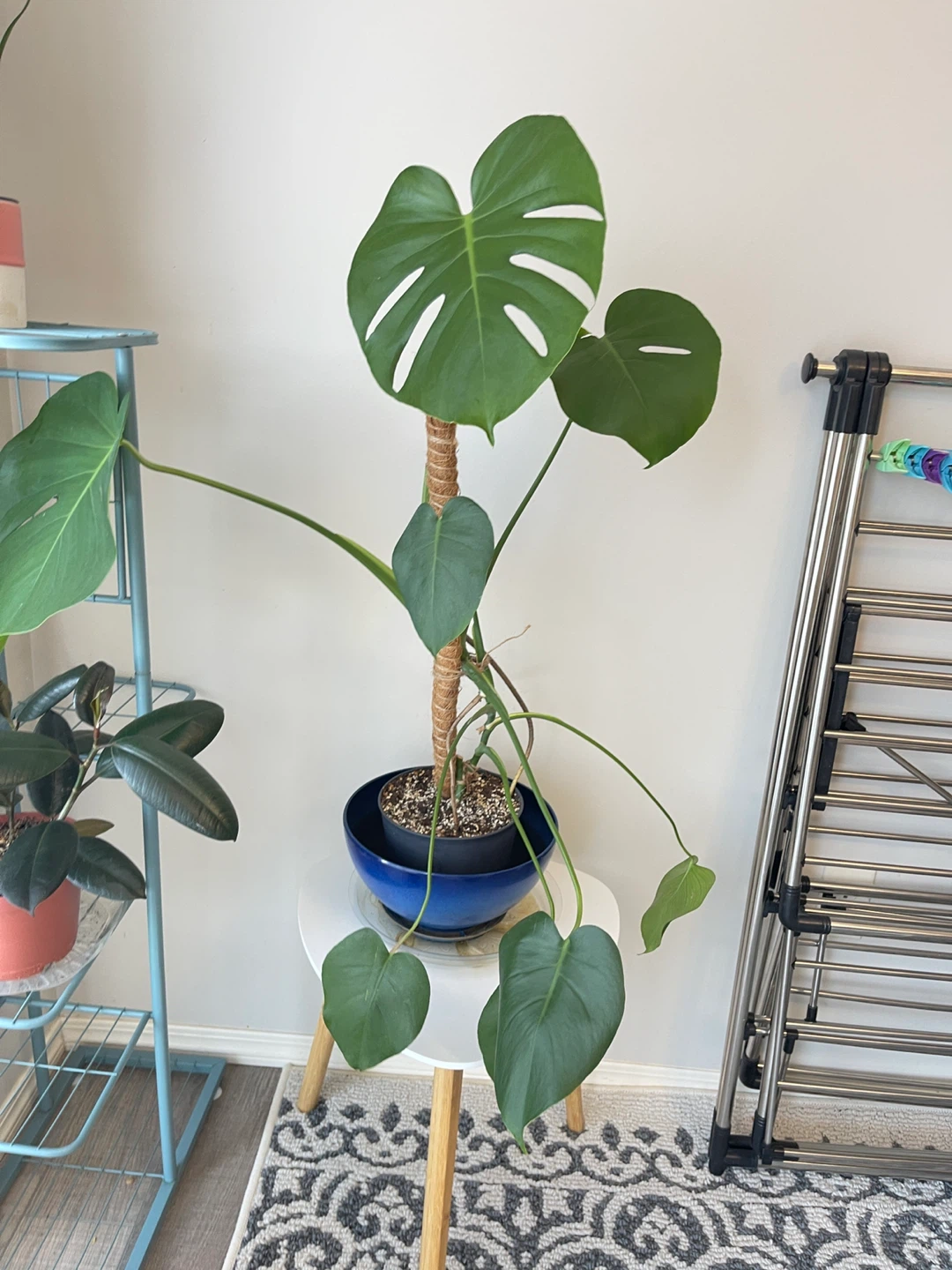 Monstera Plant