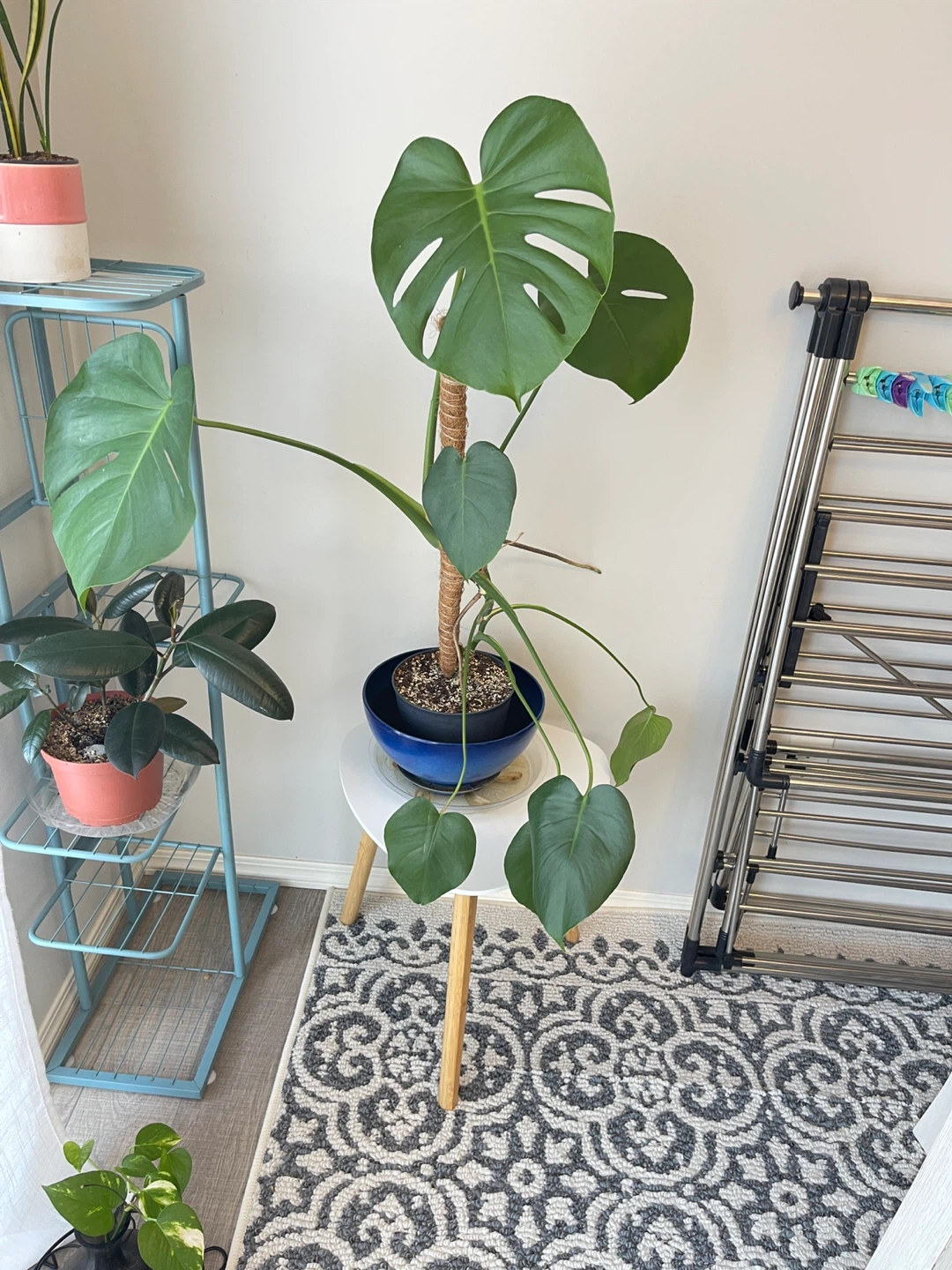 Monstera Plant - photo 2