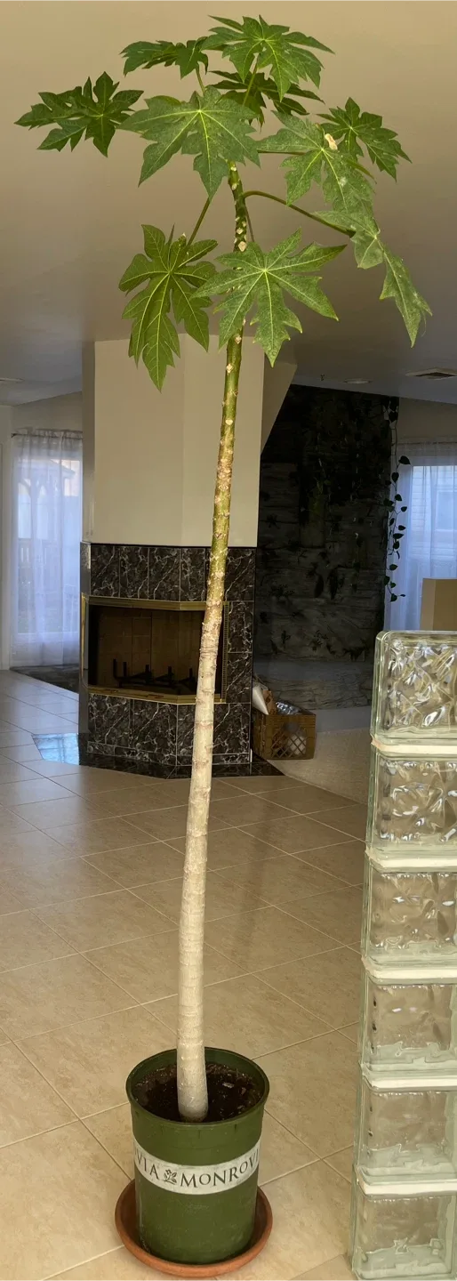 Beautiful Tall Papaya Tree