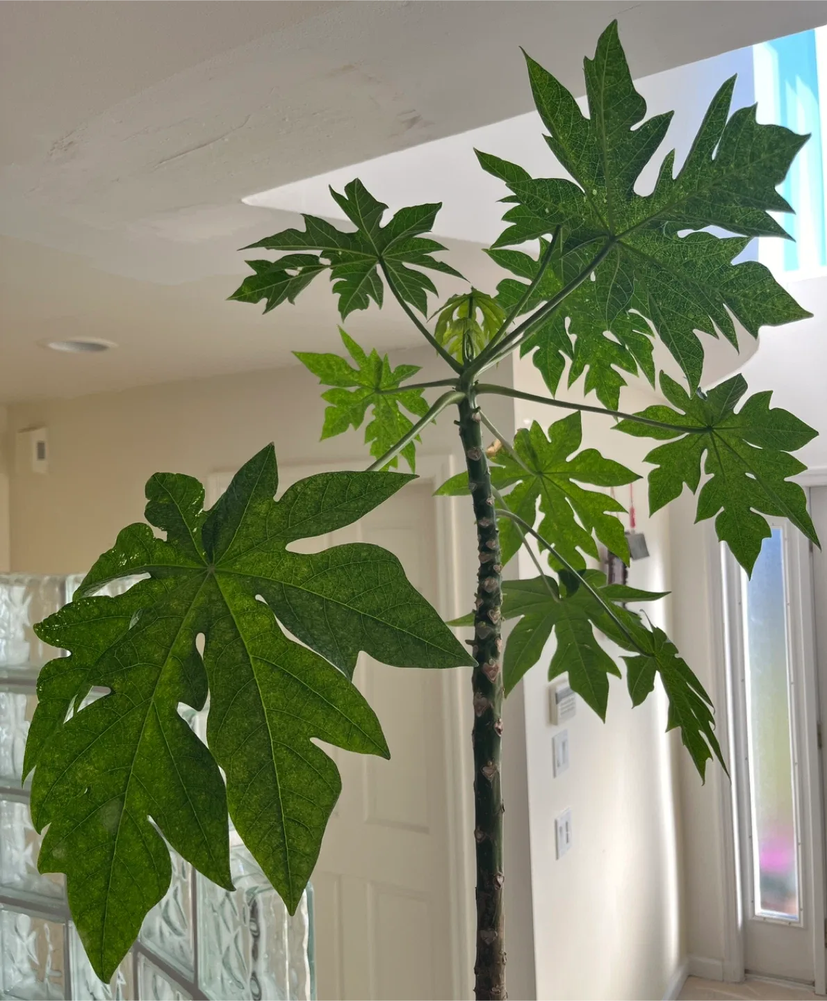 Beautiful Tall Papaya Tree image indicator(2)