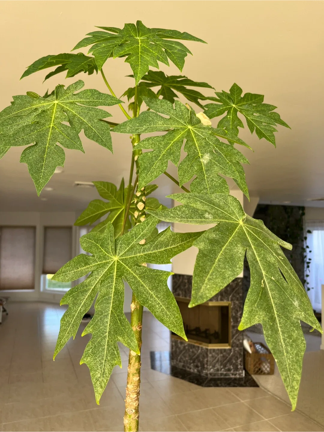 Beautiful Tall Papaya Tree image indicator(3)