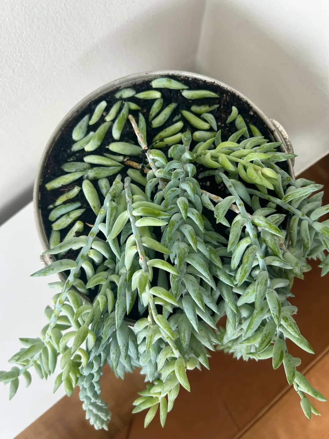 Stunning Burro Tail Clippings in 7” Planter image indicator(3)