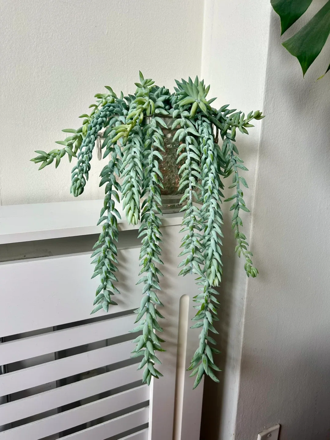 Stunning Burro Tail Clippings in 7” Planter