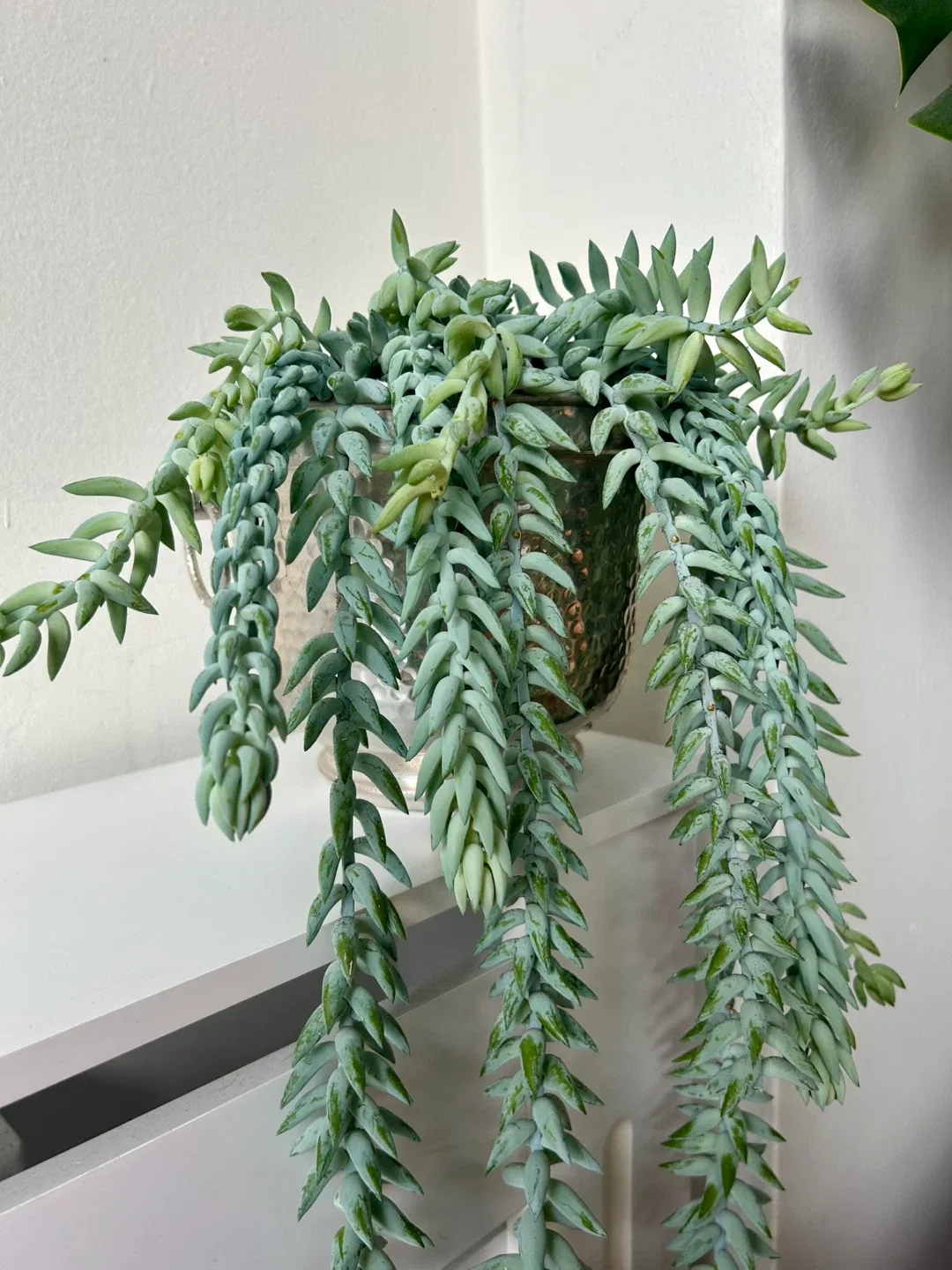 Stunning Burro Tail Clippings in 7” Planter image indicator(2)