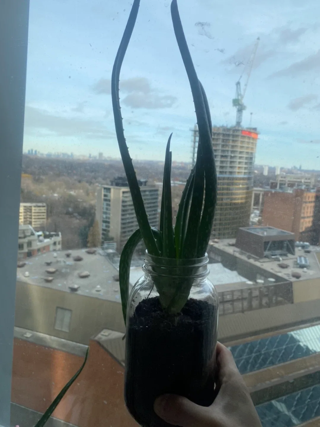 Aloe Vera Plant image indicator(2)