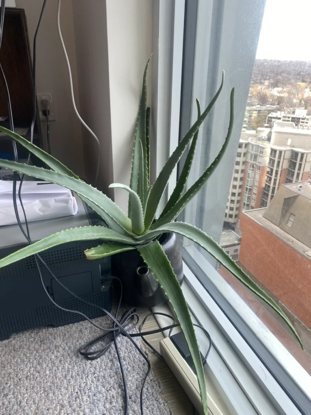 Aloe Vera Plant image indicator(3)
