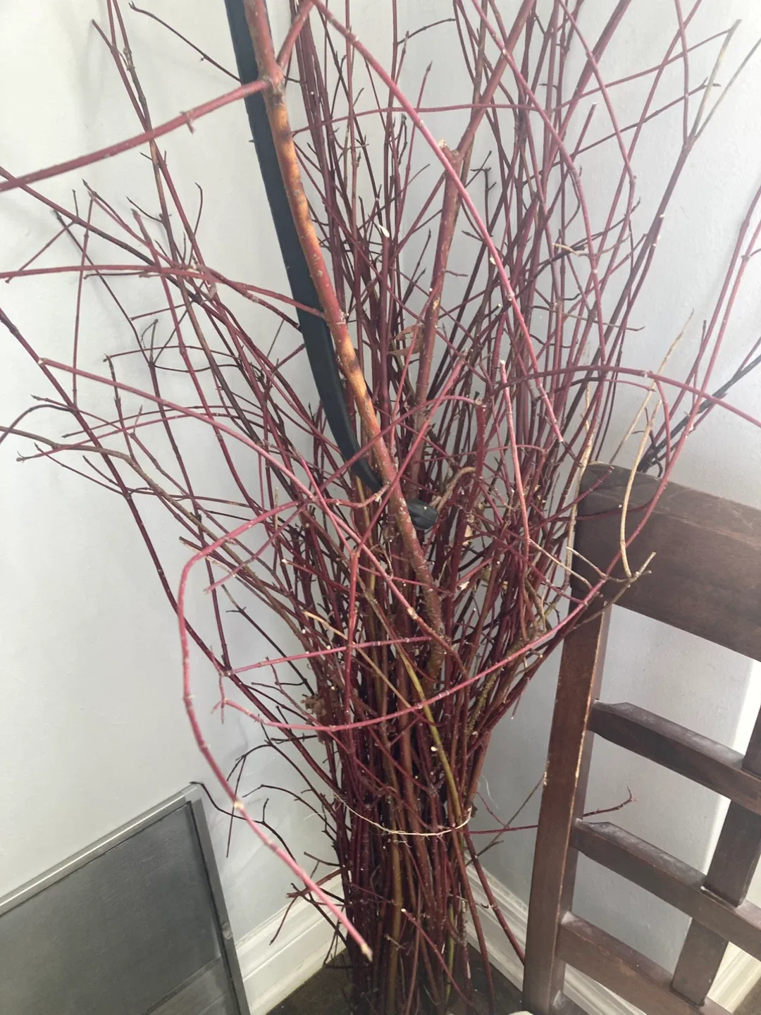 Red Osier Dogwood Branches