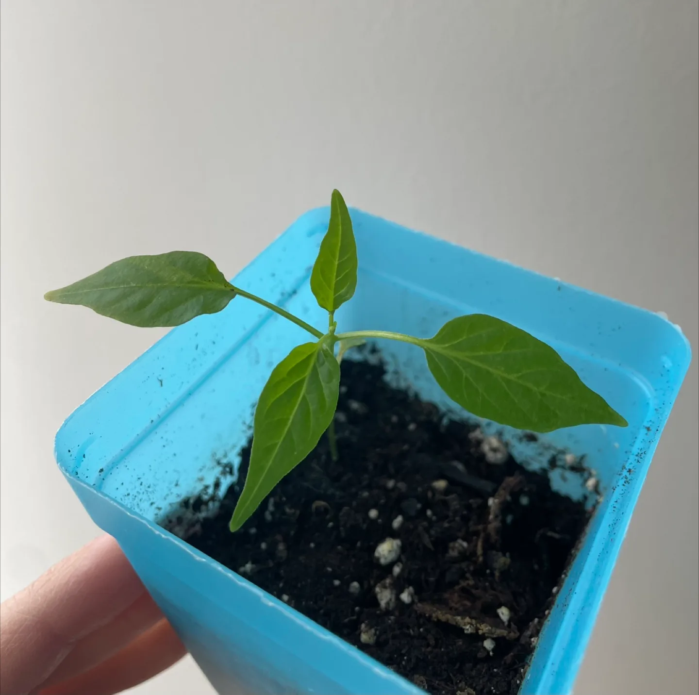 Chilli Pepper Plant Seedling
