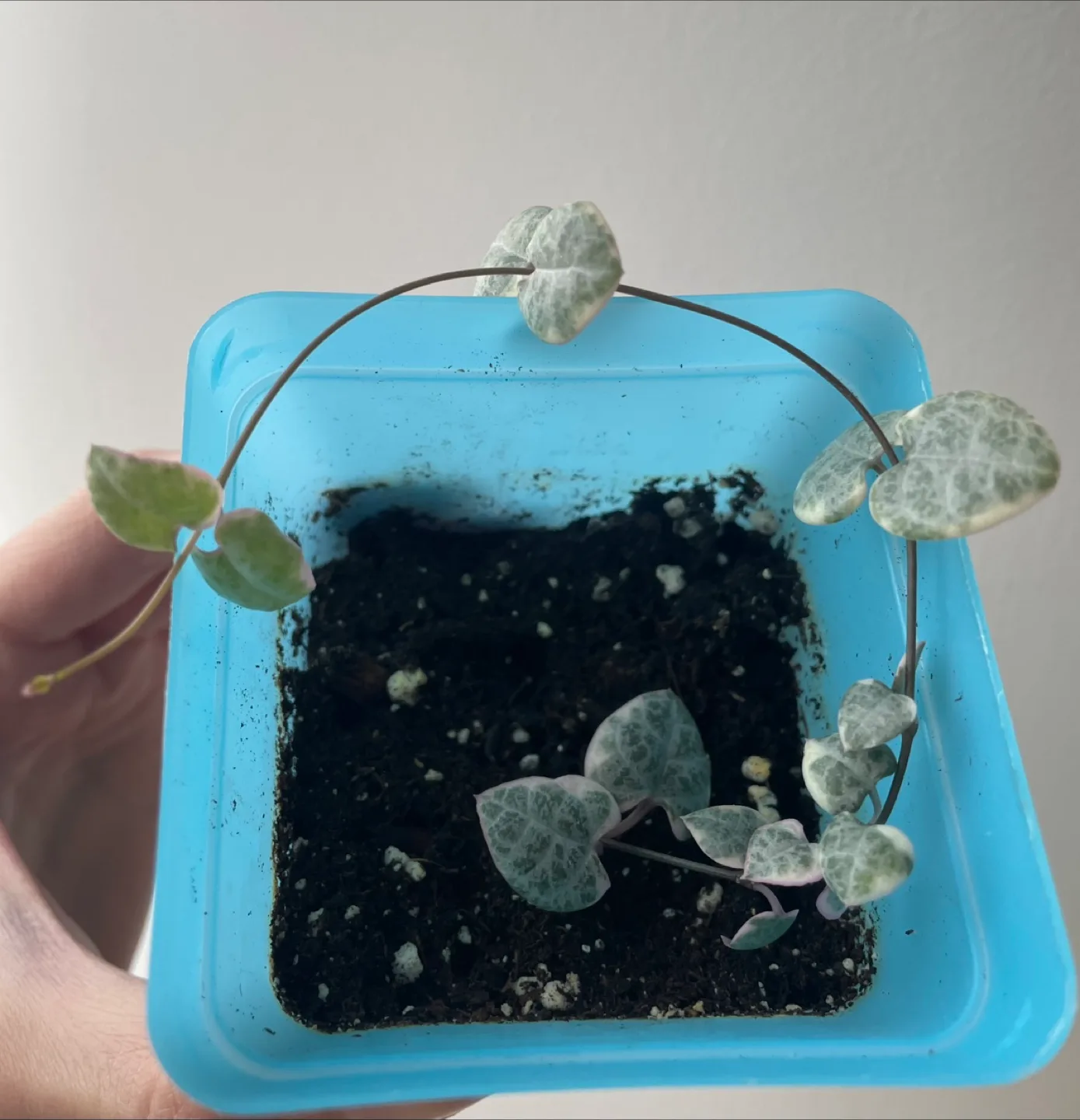Potted Variegated String of Hearts Plant