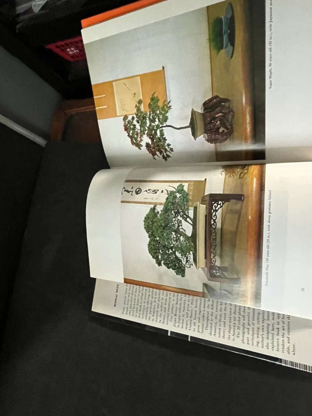 Bonsai with American Trees by Masakuni Kawasumi image indicator(7)