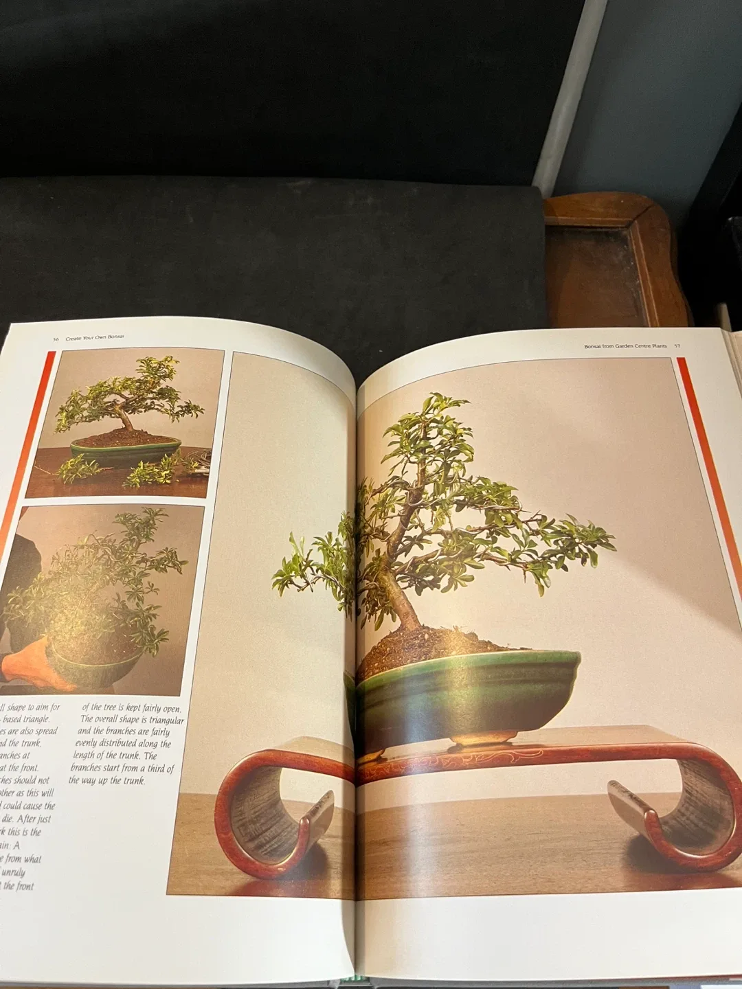 Create Your Own Bonsai Book by Peter Chan image indicator(4)