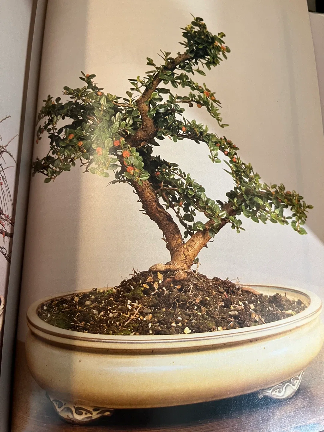 Create Your Own Bonsai Book by Peter Chan image indicator(5)