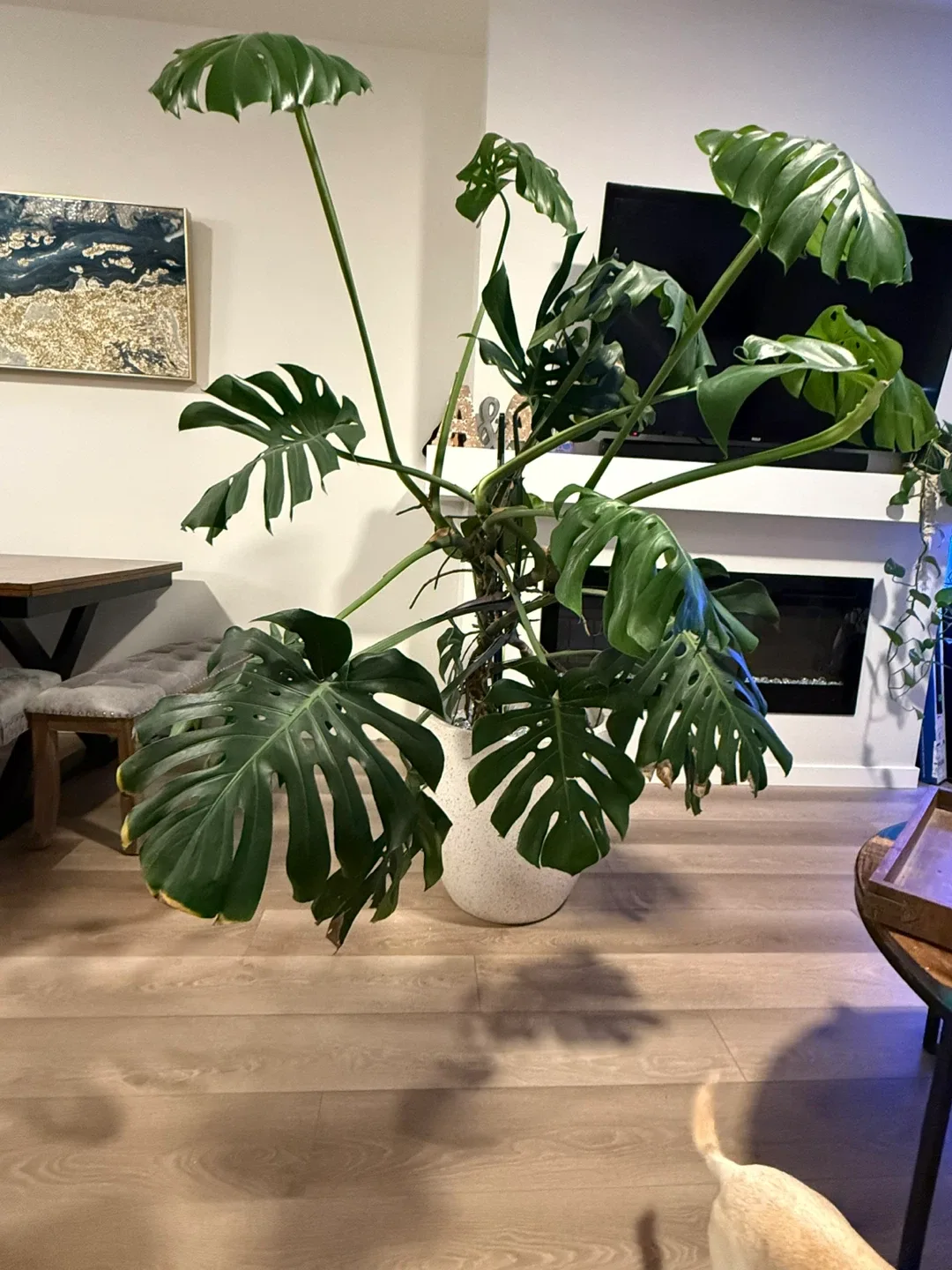 Monstera Plant