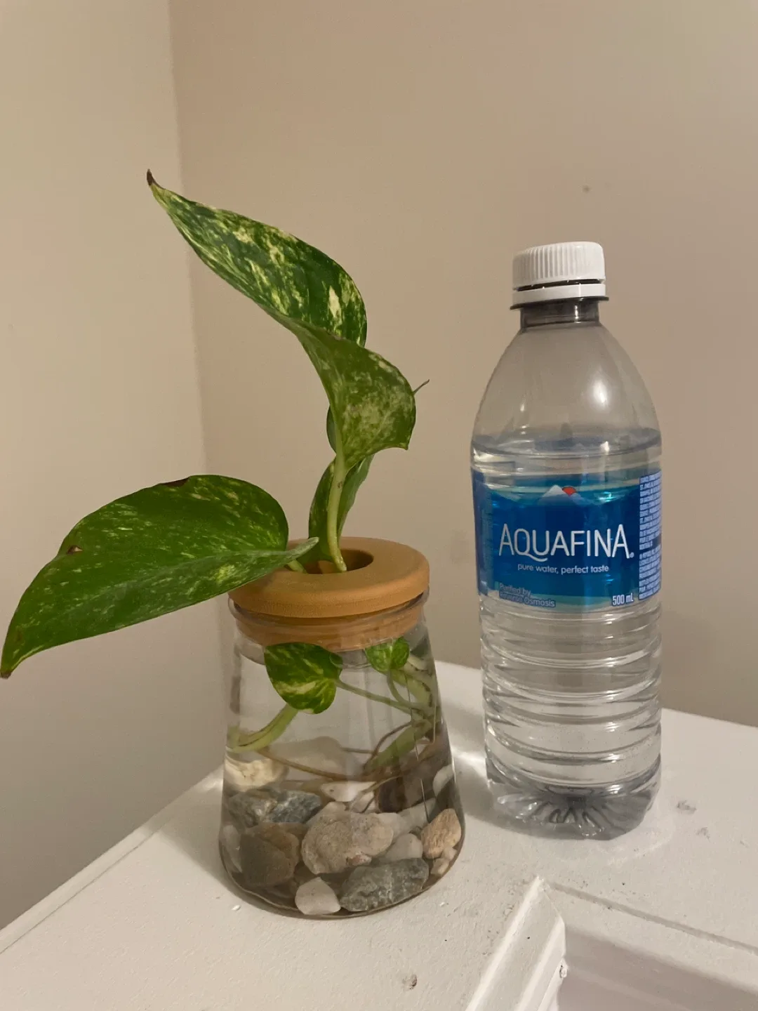 Cute Plant Propagation Stations image indicator(3)