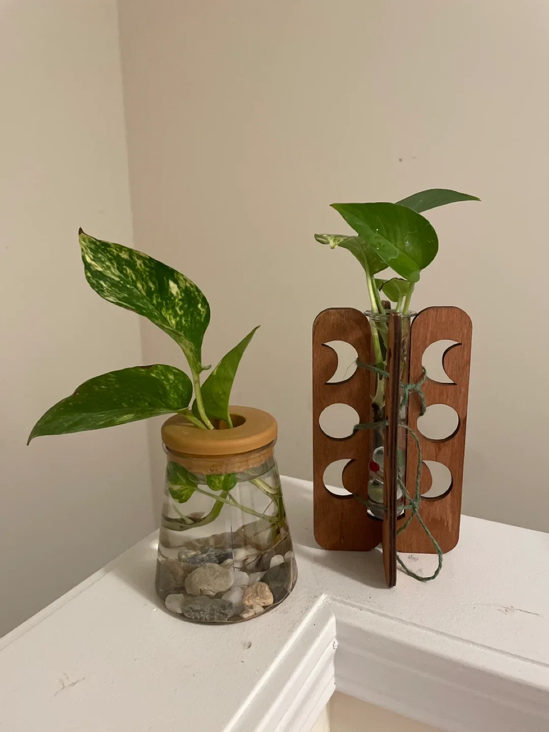 Cute Plant Propagation Stations