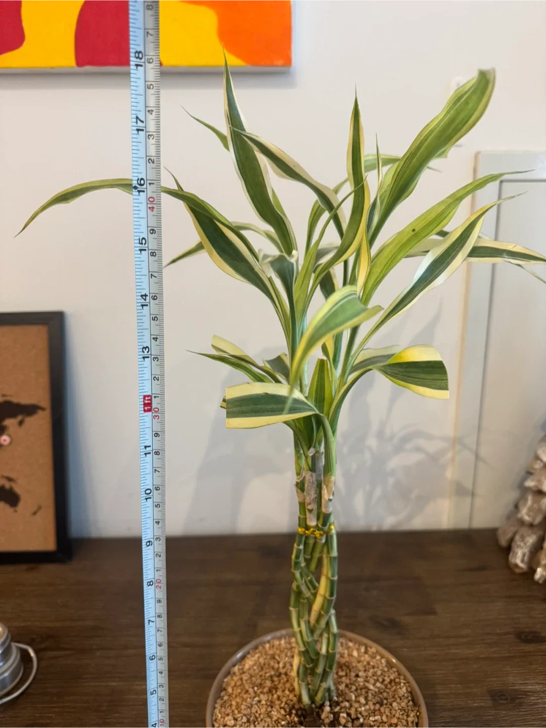 Lucky Bamboo Plant image indicator(2)