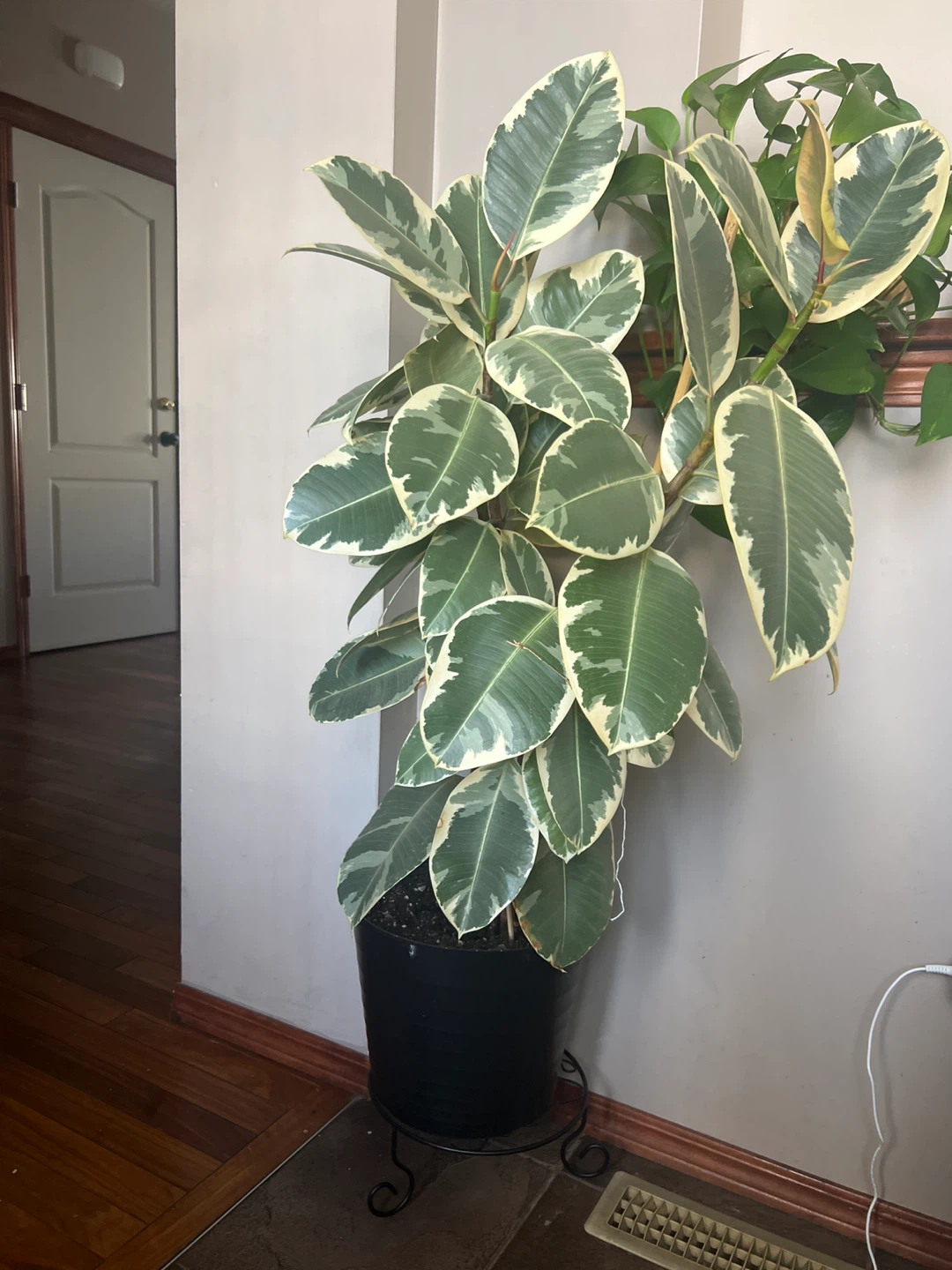 Variegated Rubber Plant