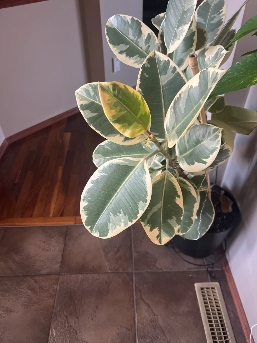 Variegated Rubber Plant - photo 2