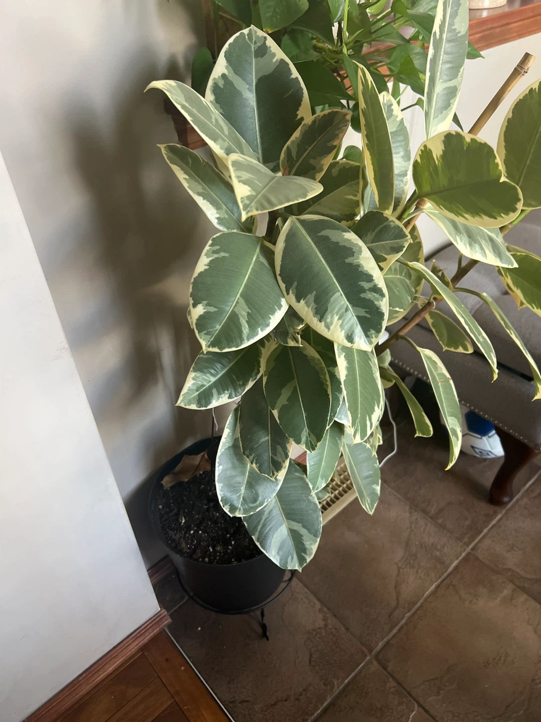 Variegated Rubber Plant - photo 3