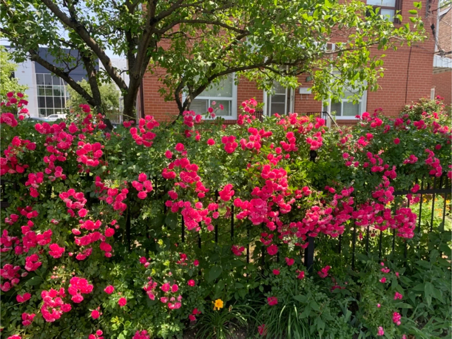 Furnished or unfurnished-1 bedrm apt. Jan 1 image indicator(6)