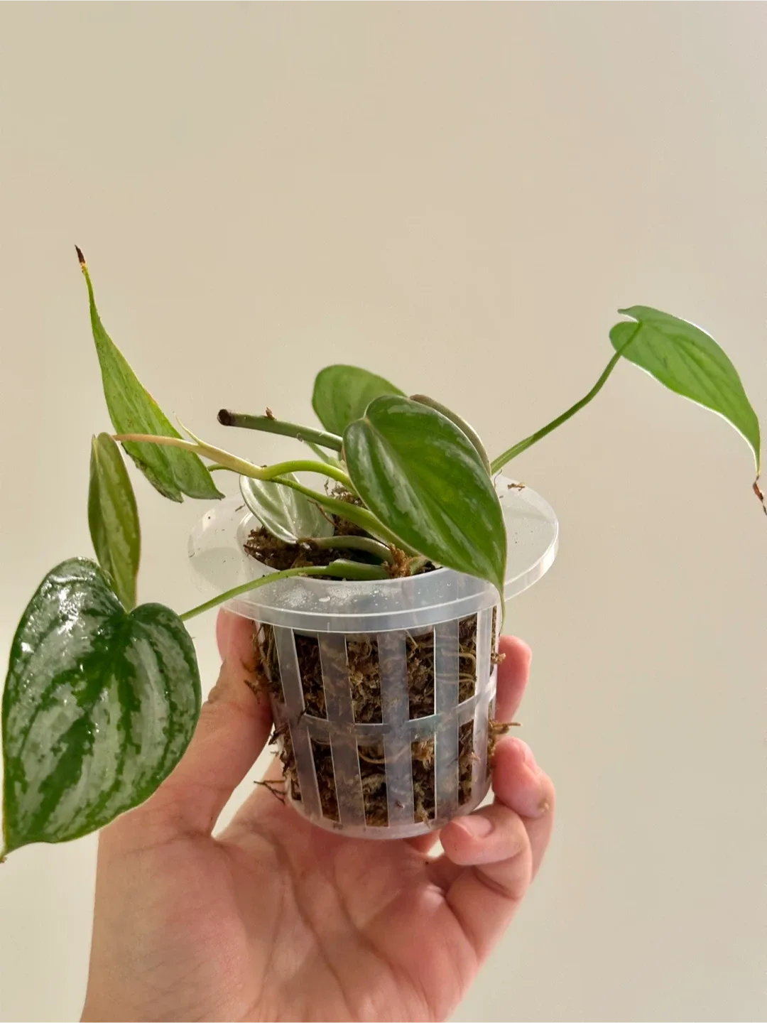 Philodendron Brandtianum Plant image indicator(2)