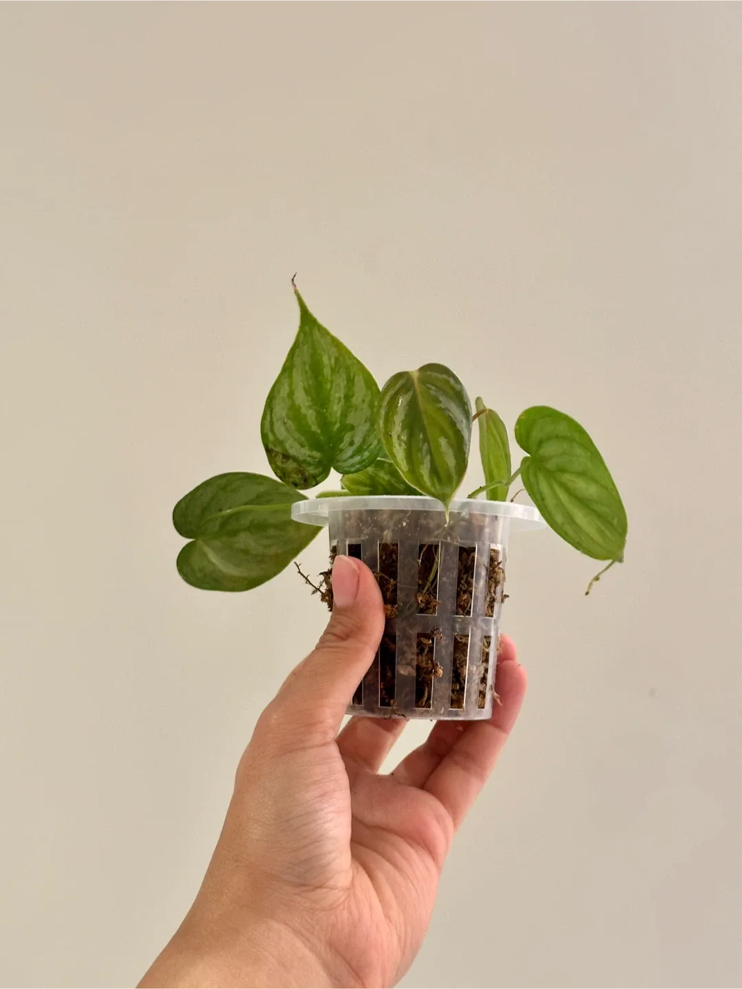 Philodendron Brandtianum Plant