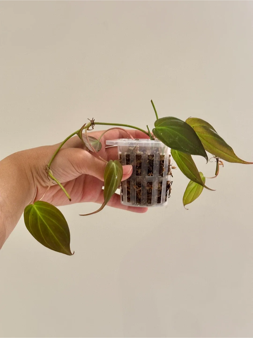 Philodendron Micans Plant