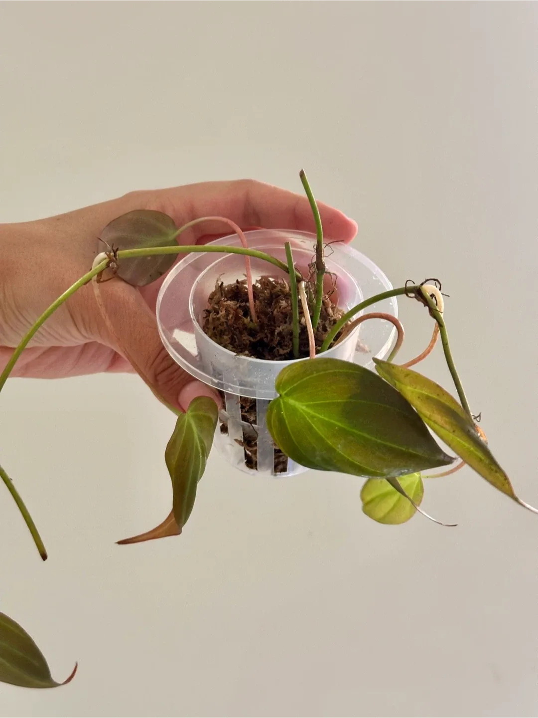 Philodendron Micans Plant image indicator(2)