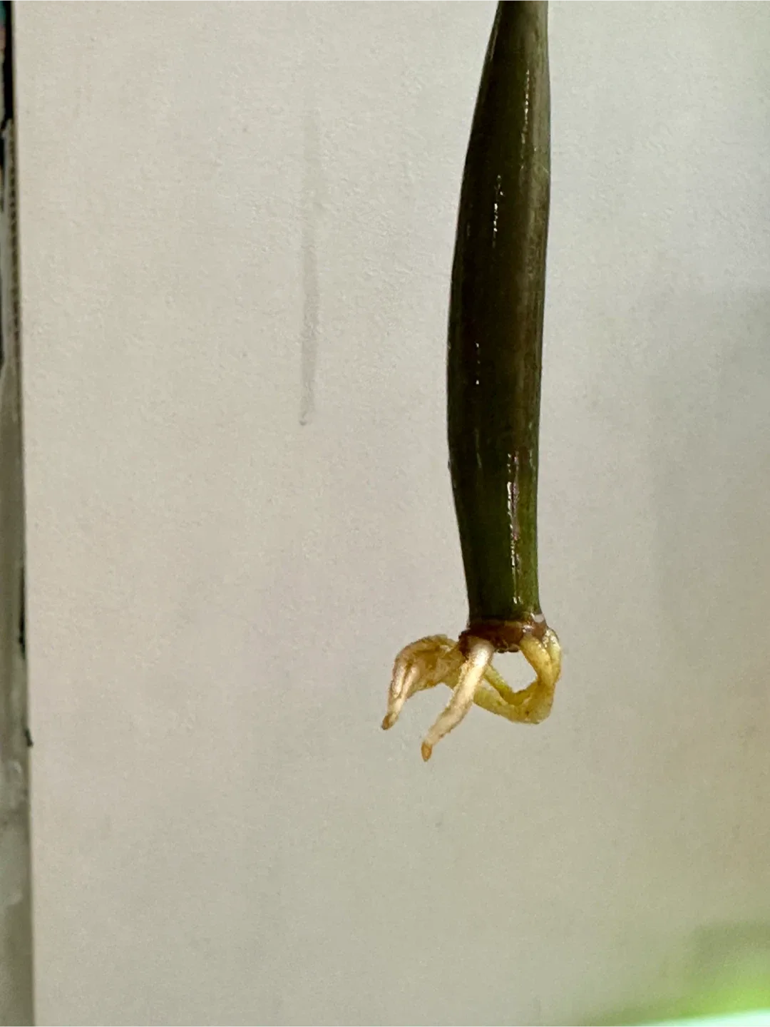 Rooted ZZ Plant Cutting #cleanout image indicator(2)